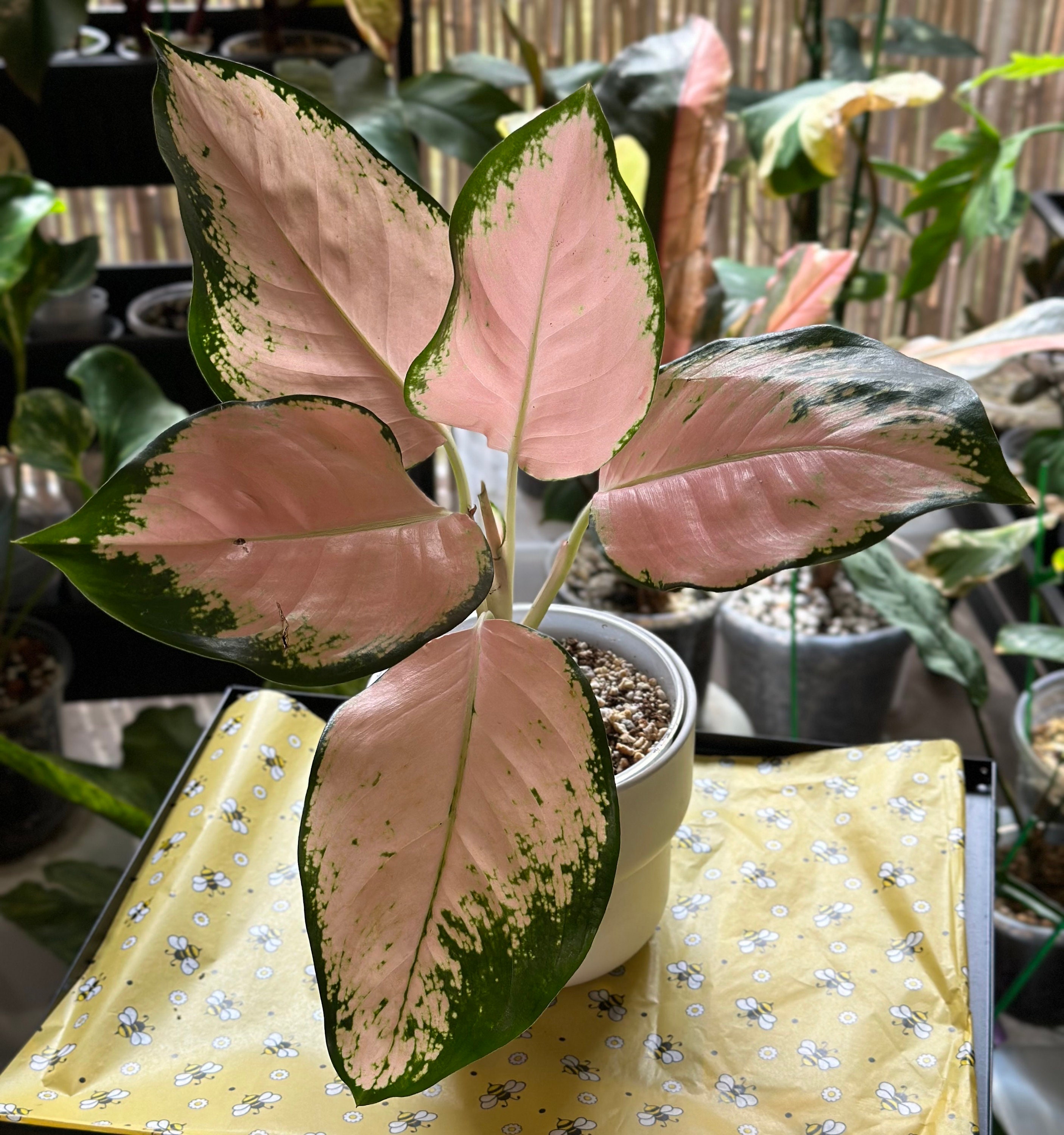 Aglaonema “pink Cochin” - Etsy