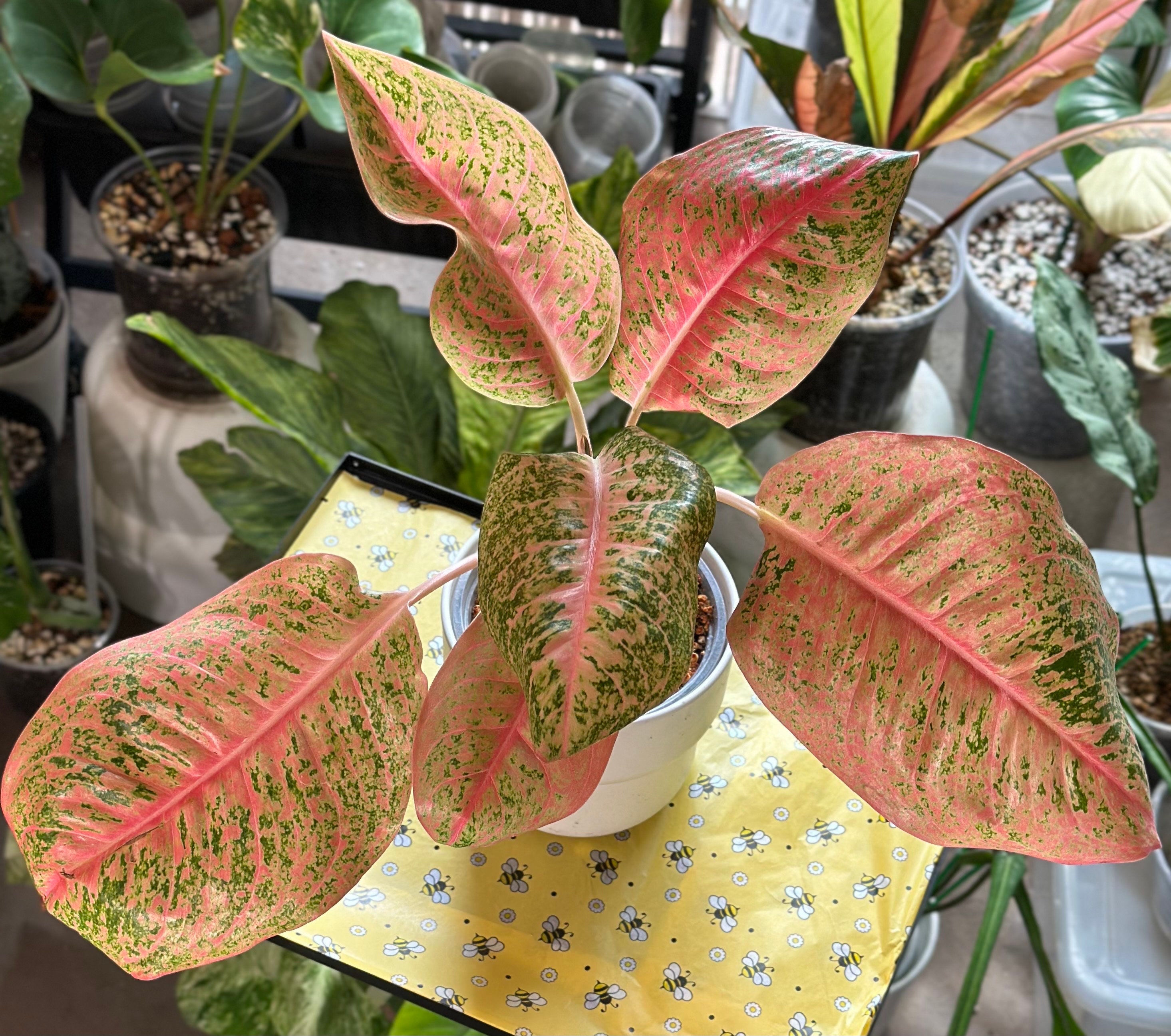 その他観葉植物 Aglaonema Harley Quinn Aglaonema “harley Quinn” - Etsy