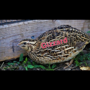 Quail Gizzards 15 count