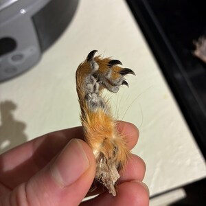 Squirrel Paws 4ct