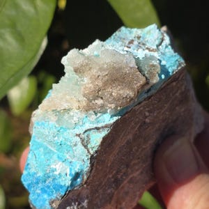 Shattuckite and Chrysocolla with quartz, Sonora, Mexico, Cabinet Collector Shattuckite quartz on druzy quartz, US Seller and Fast Shipping!!