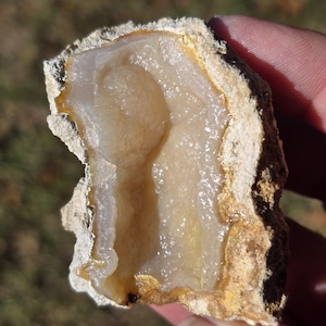 Agatized Tampa Bay Coral Specimen