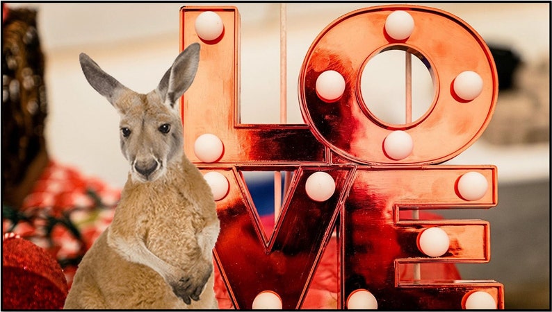 ZOOM VIRTUAL BACKGROUND Valentine's Day Professional - Etsy New Zealand
