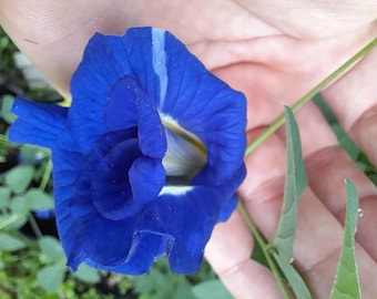 RARE Butterly Pea Samen 15 in einer Packung (5 Blüten)