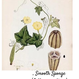 May include: A botanical illustration of a smooth sponge, also known as Luffa aegyptiaca. The illustration shows the plant's leaves, flowers, and fruit. The fruit is depicted in both its whole and cut-open forms, revealing its fibrous interior.