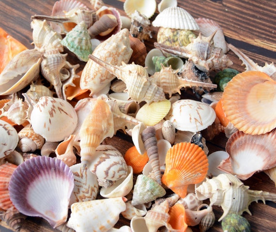 Medium Assorted Sea Shell Mix.1/2 Lb, 13.wholesale Shells,sea Shells  Bulk,beach Decor,sea Shells for Crafting.beach Wedding Decor. 