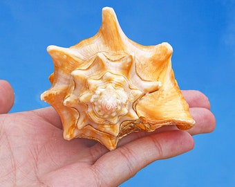 Big Size Rouge Shell.Natural Shells,Specimen Shell.Precious Seashell.