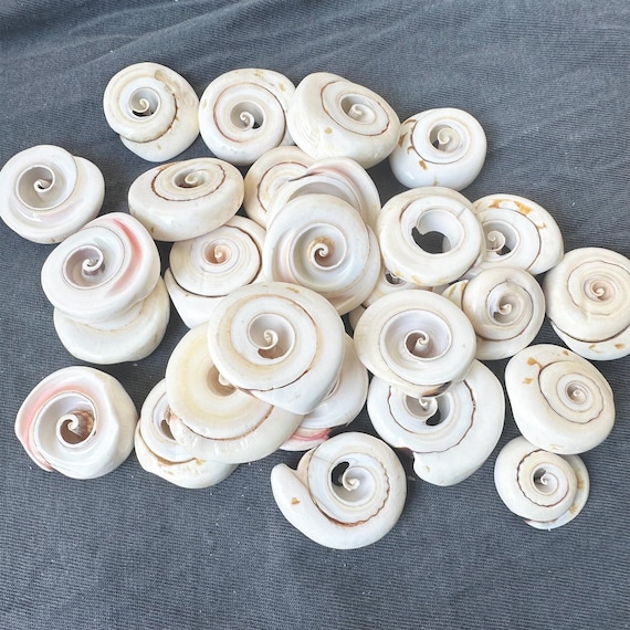 Wholesale Spiral Seashell Slices: Bohemian Craft Supplies (2-4cm)