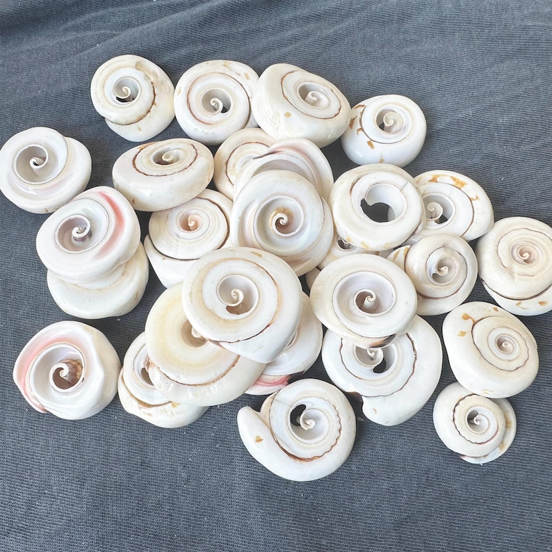 May include: A collection of white and cream-colored seashells with a spiral pattern. The shells are arranged in a pile on a gray fabric background.