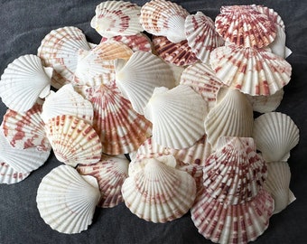 0.5-1 lb Mixed Natural  Scallop, 2-3".Shell Crafts, Wholesale shell. Shells For Art. beach decor,beach wedding decor,Boho decor,Beach Gifts