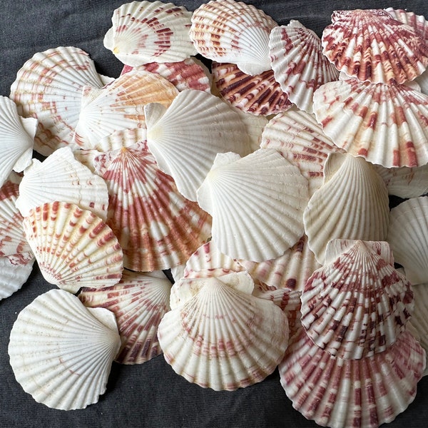 0.5-1 lb Mixed Natural  Scallop, 2-3".Shell Crafts, Wholesale shell. Shells For Art. beach decor,beach wedding decor,Boho decor,Beach Gifts