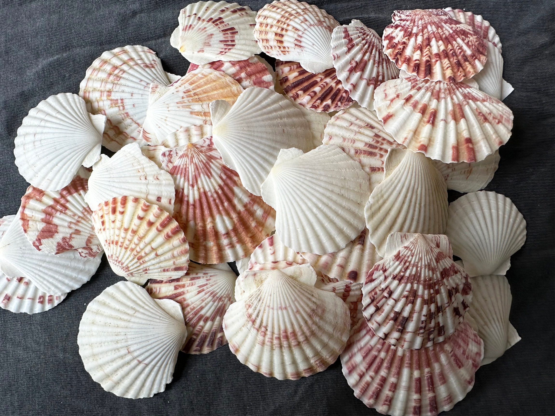 Natural Striped Scallop Shells (2-3"): Beach Wedding Boho Decor