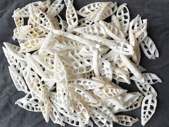 White Seashell Slices: Bohemian Craft Supplies, Nautical Decor