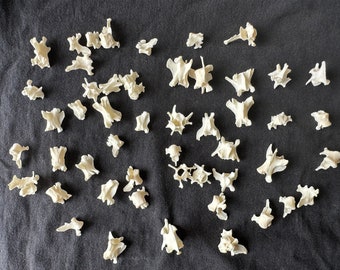 25 Real Mink Vertebrae Bones: Gothic Craft Supplies, Jewelry Beads
