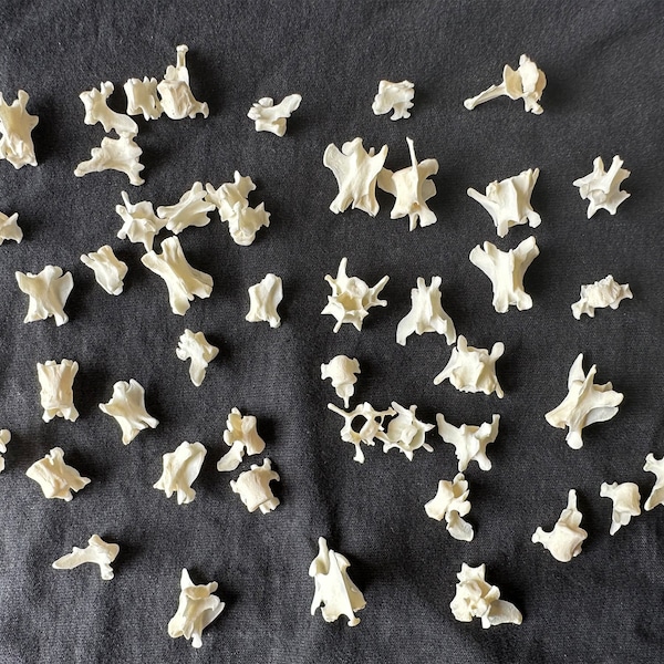 25 Vertebre di Animali Vere: Materiali per Artigianato Gotico, Perline per Gioielli