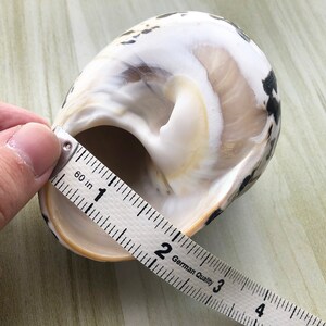 May include: A large, white seashell with black markings is measured with a white tape measure. The tape measure reads "60 in 1 2 German Quality 3 4".