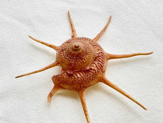 貝殻標本　ヤシガイ 2025年最新】ヤシガイの人気アイテム - メルカリ