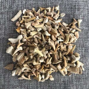 May include: A large pile of fossilized shark teeth in various sizes and shades of white and brown. The teeth are arranged in a random pattern on a gray fabric background.