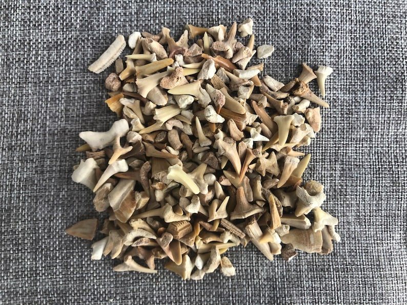 May include: A large pile of fossilized shark teeth in various sizes and shades of white and brown. The teeth are arranged in a random pattern on a gray fabric background.