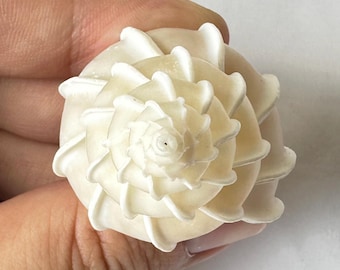 May include: A white seashell with a spiral pattern. The shell is smooth and has a glossy finish.