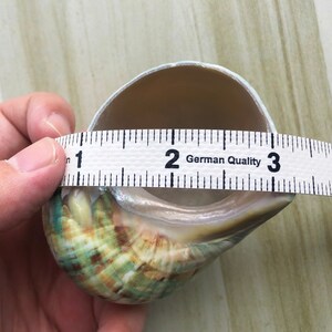 Large Polished Jade Turbo Shell for Hermit Crabs (1 4/5 - 2 1/4 inch) image 7