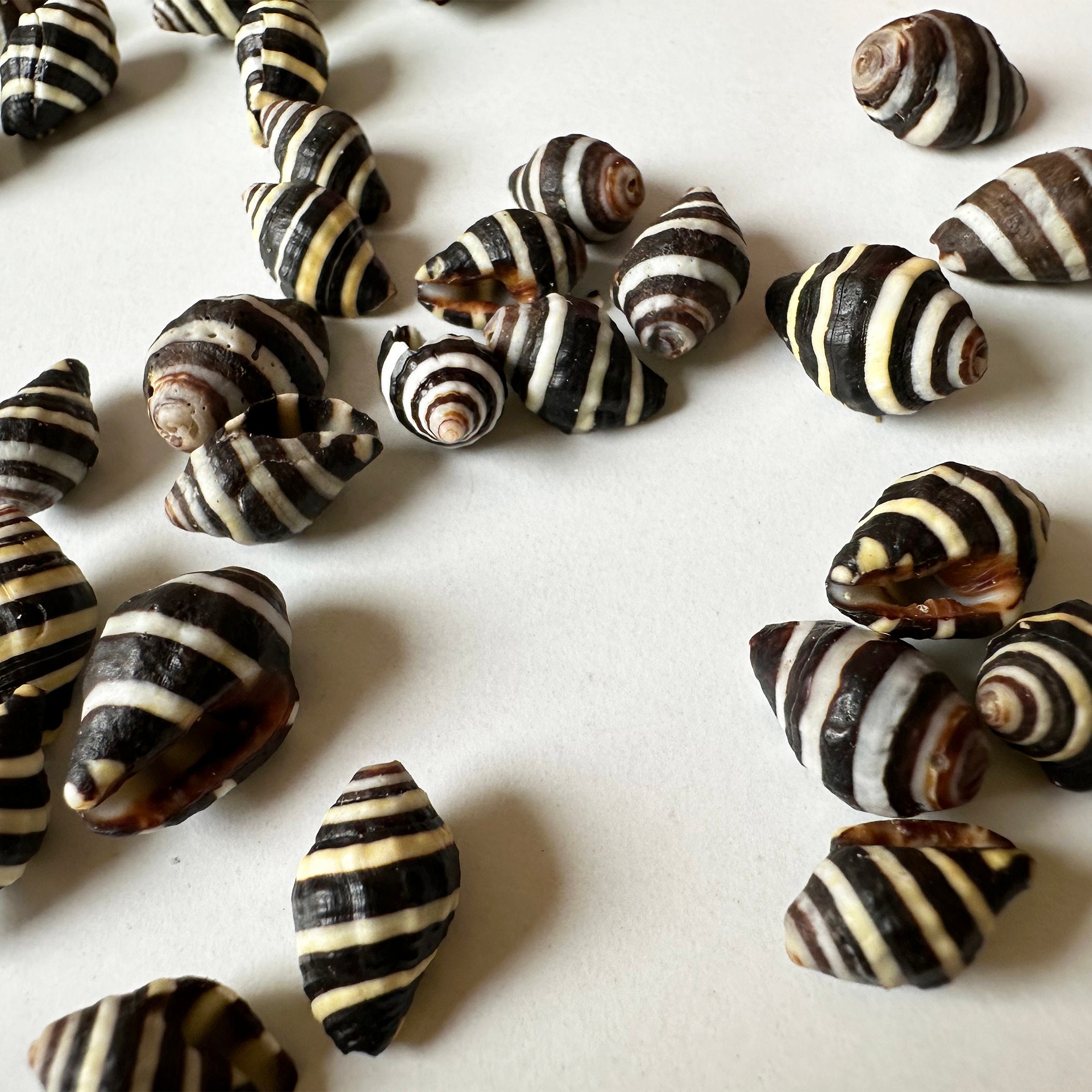 Beehive Shell Small Beehive Shells: Black & White Tiny Seashells - 20-100 Pcs - Etsy ...