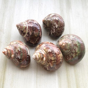 May include: Five brown and green seashells with intricate patterns. The shells are arranged in a circle on a white surface.
