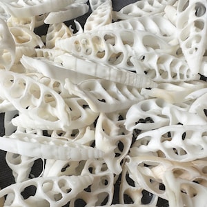 May include: A close-up of a pile of white, intricately patterned seashells. The shells are delicate and have a natural, organic texture.