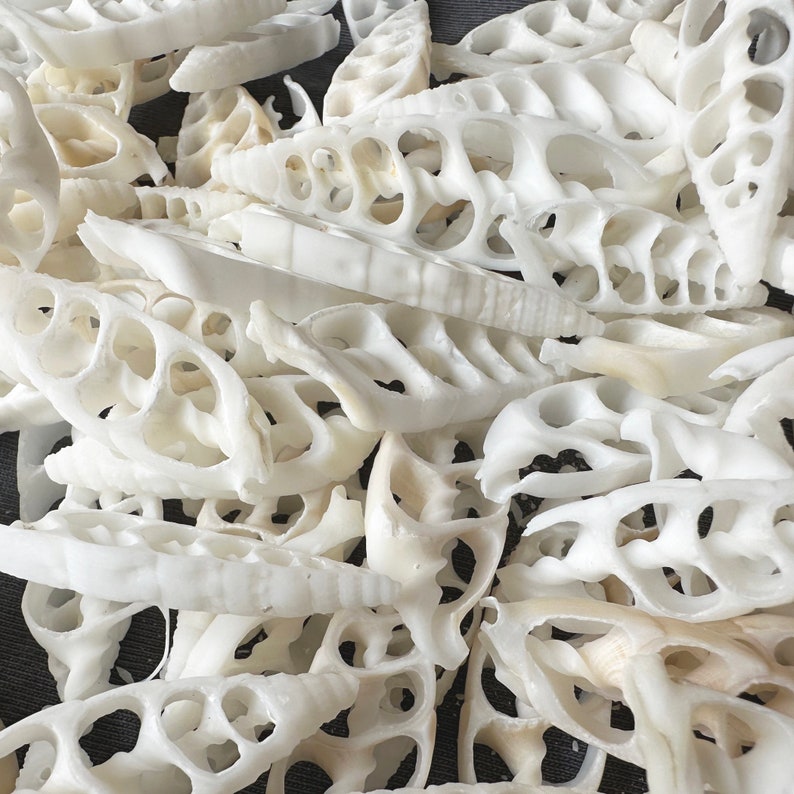 May include: A close-up of a pile of white, intricately patterned seashells. The shells are delicate and have a natural, organic texture.