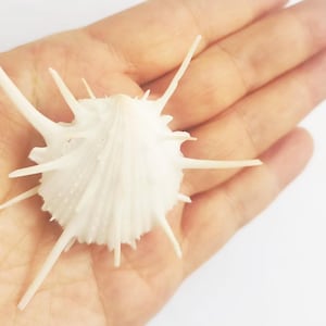 May include: White seashell with long, sharp spines. The shell is a natural, organic shape with a delicate, textured surface.
