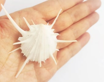 Preciosa almeja crisantemo blanca espinosa. Conchas naturales para manualidades, concha preciosa. Concha de muestra.