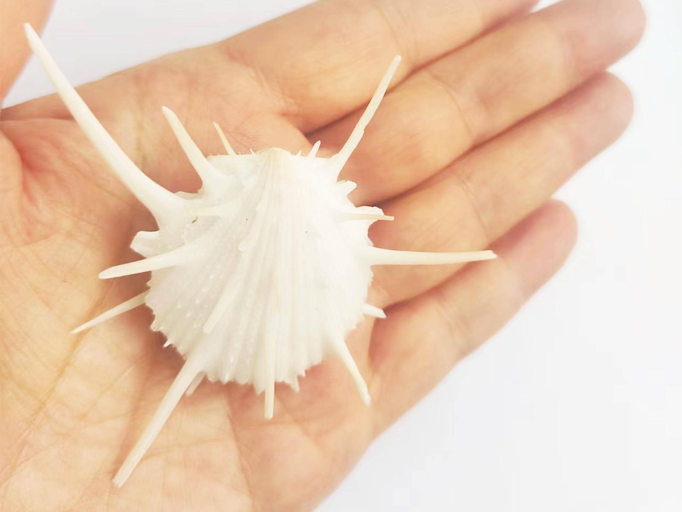 貴重なとげのある白い菊貝。工芸品用の天然貝、貴重な貝殻。標本貝