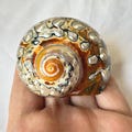 Polished Pearl Turbo Shell: South African Hermit Crab Habitat (1 1/16 - 2 inch Open) product logo