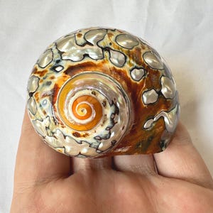 Big Zise South African Turban for Hermit Crabs.1 1/16 - 2 inch Open Size.Large Shell,Polished Turbo.
