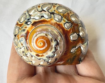 Polished Pearl Turbo Shell: South African Hermit Crab Habitat (1 1/16 - 2 inch Open)
