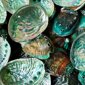 Wholesale(2-3") 35 -140 pcs Abalone Seashells.Shell Crafts Coastal Beach Decor,hreated Abalone Shells.100% Natural.sea shell.shell bulk.