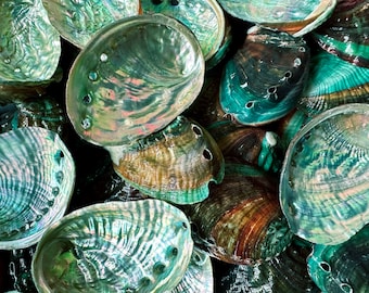 Großverkauf (2-3 ") 35 - 140 Stück Abalone Muscheln.Shell Crafts Küstenstrand Dekor, geschliffene Abalone Muscheln.100% Naturl.