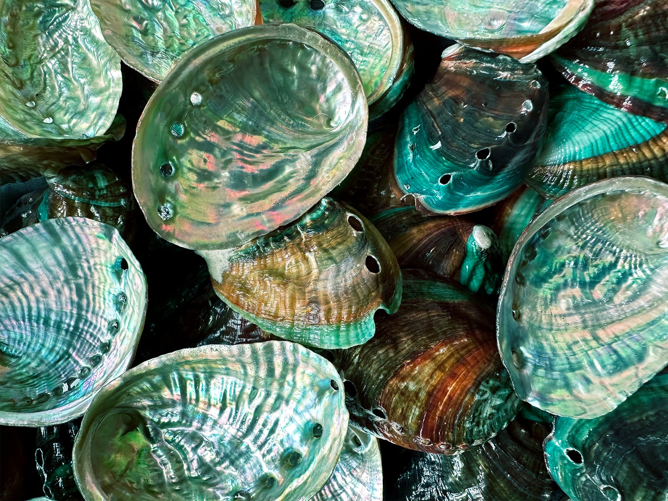 Wholesale(2-3") 35 -140 pcs Abalone Seashells.Shell Crafts Coastal Beach Decor,hreated Abalone Shells.100% Natural.sea shell.shell bulk.