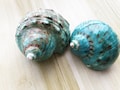Large Polished Jade Turbo Shell for Hermit Crabs (1 4/5 - 2 1/4 inch) product logo