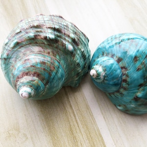 Big Zise Jade Turbo lucidato per paguri. Dimensioni aperte: 1 3/5 - 2 1/4 pollici. Conchiglia grande, Turbo lucidato.
