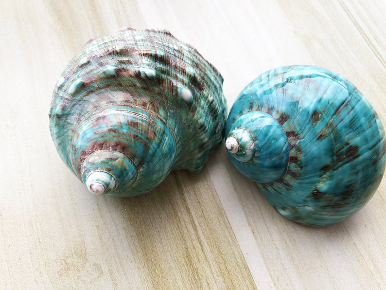 Large Polished Jade Turbo Shell for Hermit Crabs (1 4/5 - 2 1/4 inch) image 1