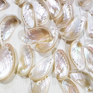 Seashells for Crafts, 60 Pcs, Cockle Shells for Garden Paths