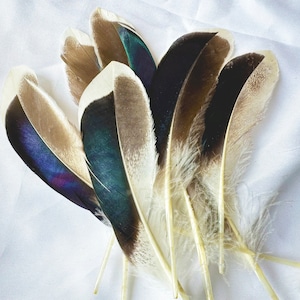 10-50 Pieces 5-6" Inches Iridescent Blue Jay Feather. Wholesale No-Cruelty Feather.Magpie Feathers,Cruelty Free Feather.