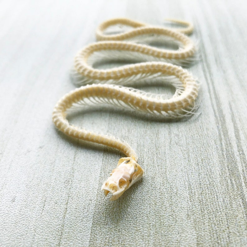 Real Whole Snake Bone. Includes Skull, Spine Vertebrae and Coccyx. Has Bleached and disinfected.Snake Skeleton.Real Skeleton,Real Skull image 5