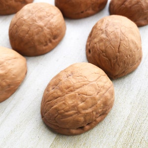 May include: Close-up of several brown walnut shells with a textured surface. The shells are arranged on a white surface.