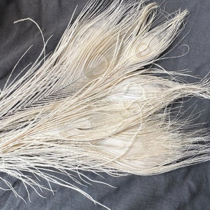 Piume di pavone bianco all'ingrosso 3-36. Lunghezza 8-12 pollici. Coda di pavone naturale sfusa. Coda di pavone bianco, coda di occhio di pavone bianco