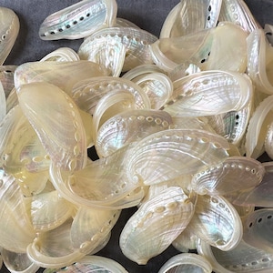 Wholesale(2- 3 inch) 20 -200 pcs Pearlized  Abalone Seashells.Shell Crafts Coastal Beach Decor.100% Natural.sea shell.shell bulk