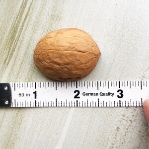 May include: A brown walnut shell measuring approximately 1.5 inches in length, next to a ruler marked in inches.
