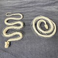 Bleached Snake Skeleton: Real Bone Spine with Skull (30cm) product logo