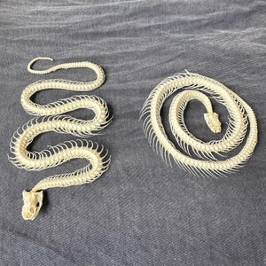 2 Style Real Whole Snake Bone.Spine Vertebrae and Coccyx. Include Skull. Has Bleached and disinfect.Snake Skeleton.Real Skeleton.Real Skull